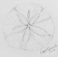 After you're done creating the outline, you can fill in your drawing. Sand Dollar Drawings Fine Art America