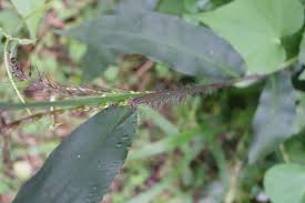 Image result for Oplismenus compositus