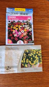 Image result for sanvitalia combine in pots