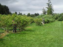 Otsego county, new york geographic & property information network. Larsen Lake Blueberry Farm Bild Von Larsen Lake Blueberry Farm Bellevue Tripadvisor