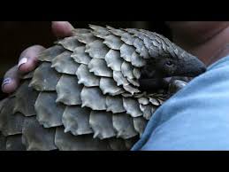 Pangolin laser systems wins big at the 2020 ilda awards december 08, 2020 the international laser display association (ilda) held its annual awards ceremony this year and took a new approach to the conference. Coronavirus Womoglich Vom Pangolin Ubertragen Youtube