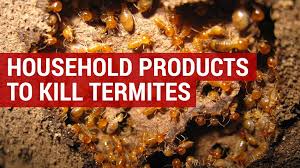 How subterranean termites get into your house and how to stop them | 10news wtsp. Termites Qcn