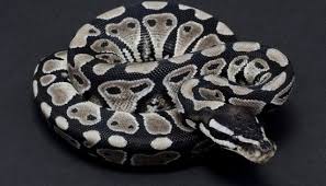 Black Axanthic Ball Python For Sale Sk Axanthic Ball Python Ball Python Pet Snake Python