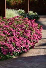 Image result for Dianthus