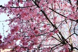 Quali sono i 5 nomi ispirati dai fiori/piante che preferite???io:roselilian/ lilianagemmacameliaedera. Milano Si Colora Di Bianco E Di Rosa Nei Giardini E Nei Parchi E Primavera Corriere It
