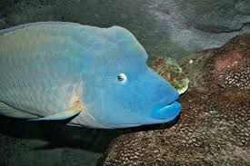 We did not find results for: Humphead Wrasse Wikipedia