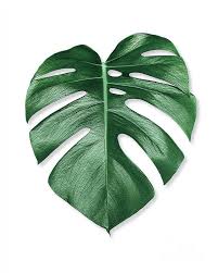 Free printable palm leaf pattern. Monstera Palm Leaf Art Print By Scandinavian Walls