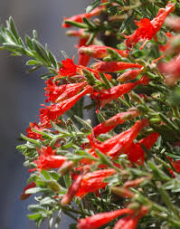 Events and activities include landscape displays, floral competitions, lectures and demonstrations, live entertainment this is a website dedicated to our men and women serving at nb point loma, ca. Here Are Some Popular And Easy Native Plants For San Diego