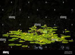 Image result for Nymphoides thunbergiana