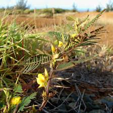Image result for Chamaecrista paralias