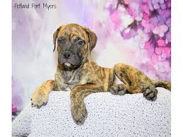 Pups are akc registered and are $2000. Bullmastiff Puppies Petland Fort Myers Florida