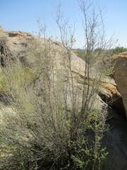 Image result for Tinnea rhodesiana