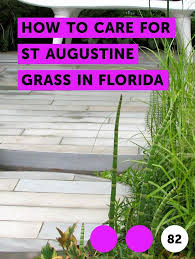 Learn How To Care For St Augustine Grass In Florida How To Guides Tips And Tricks St Augustine Grass Best Grass Seed Basil Plant