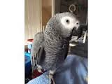 Image result for african grey parrot for sale