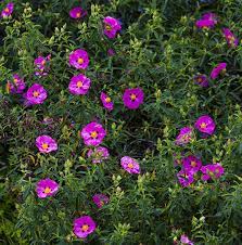 Maybe you would like to learn more about one of these? Summer Shrubs Try Our Pick Of The Best The English Garden