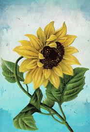 Large sunflower wall art painting on canvas, magnificent flower art for new home decor. Sunflower Print Set Of Two Wall Art Botanical Prints Floral Sunflowers Large Posters Home Decor On Satin Or Cotton Canvas Welovecmyk