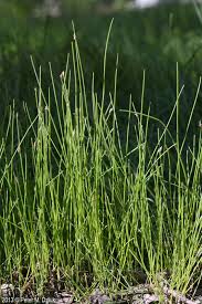 Image result for Eleocharis mutata