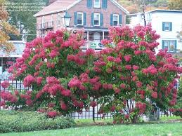 We did not find results for: Heptacodium Miconioides Seven Sons Tree Tiered Branches Can Usually Be Pruned Into An Elegant Vase Sha New England Garden Beach House Garden Planting Flowers