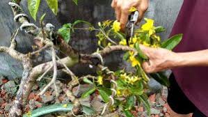 Dẹp tan nỗi lo hoa mai nở sớm với những biện pháp 100% thành công - Agri.vn