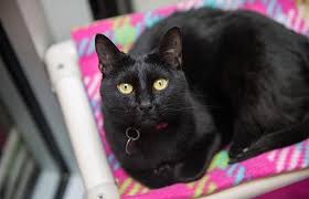 Black cat lost near 1125 main street waltham. Black Cats For Adoption Near Me Off 55 Www Usushimd Com