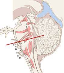 .of the deep cerebellar nuclei in the monkey, with observations on the brainstem projections of the dorsal column nuclei. Brainstem Wikipedia