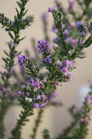 Image result for Muraltia