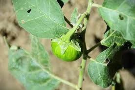 Image result for Solanum aethiopicum