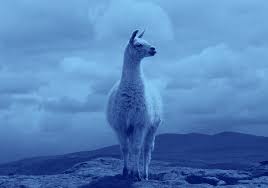 Okay, even though it may have been a donkey or a camel, let's not kill my love one of the tops had a photo of a goofy llama wearing glasses, with the words , 'save the drama for your llama.' What Is The Difference Between A Llama And An Alpaca Dictionary Com