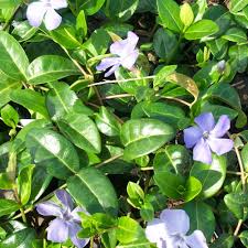 Image result for Vinca minor