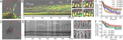 Cancers are classified in two ways: Energetic Regulation Of Coordinated Leader Follower Dynamics During Collective Invasion Of Breast Cancer Cells Pnas