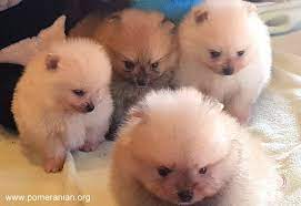 How To Find Pomeranian Breeders Tips On How To Locate The Best Pomeranian Breeders Questions To Ask Pom Breeders Pomeranian Puppy Puppies Pomeranian Breeders