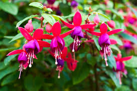 Image result for Onagraceae