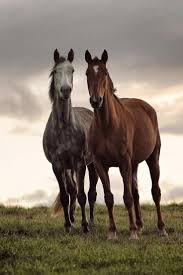 Christophe Taniere Photographie Liberte Cheval Horsecare Horses Pretty Horses Horse Love
