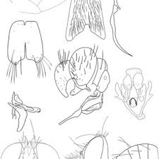 Image result for Panicum habrothrix