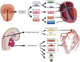 Usually mesothelial cells will be numerous, dispersed or present in small clusters. Mesothelium An Overview Sciencedirect Topics