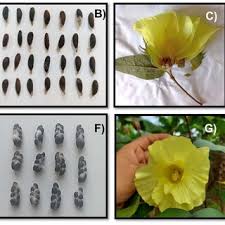 Image result for Gossypium barbadense