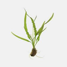 Aponogeton Undulatus Set Of 2 Plants Plants Freshwater Aquarium Plants Planted Aquarium