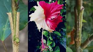 Grafting Hibiscus Tree Different Color Hibiscuses Flower On One Tree Youtube