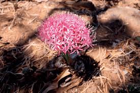 Image result for Plinthus karooicus