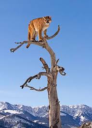 zoom photo mountain lion animals wild big cats