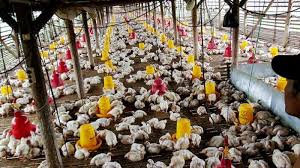 Harga ayam broiler kalimantan selatan, banjarmasin meski tidak bisa dibilang 100% akurat ini bisa di jadikan referensi untuk panen di tahun berikutnya dengan melihat. Harga Ayam Pedaging Anjlok Peternak Ayam Di Ciamis Rugi Rp 1 Milyar Per Hari Tribunnews Com Mobile