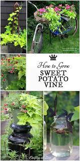 Creative Sweet Potato Vine Growing Tips And Ideas Potato Vines Sweet Potato Vine Growing Sweet Potatoes