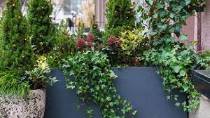 Check local thrift stores for rain boots, work boots, or cowboy boots that have lost their however, you might be able to grow them outside for part of the year in containers and then bring them indoors for the winter. Beautiful Winter Window Boxes Pro Mix Gardening