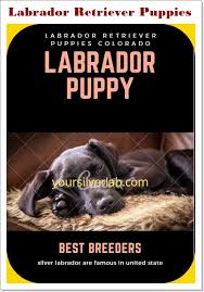 We breed high quality san diego labrador retriever puppies. Silver Lab Puppies For Sale Craigslist Unique Selection 2021