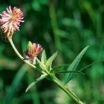 Image result for Trifolium multinerve