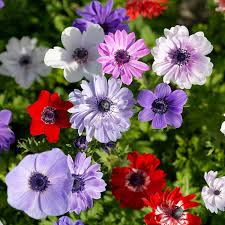 Image result for Anemone transvaalensis