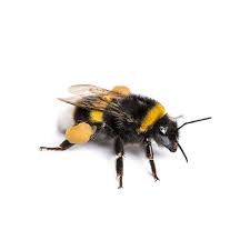 This also means that the defending bumblebee can actually continue to attack multiple times. Bumblebee Identification Habits Behavior Anderson Pest Solutions