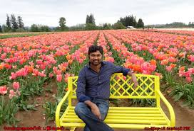 We bit the bullet and decided to go on april 21, which started out as a rather gray and gloomy day. Woodburn Tulip Festival Exploring My Life