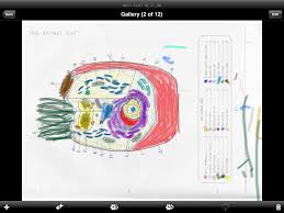 Coloring Of A Cell With Labels Jordanplevin S Blog