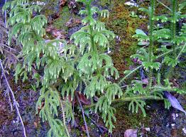 Image result for Lycopodiella cernua